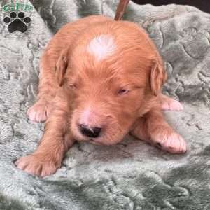 Tank, Mini Goldendoodle Puppy